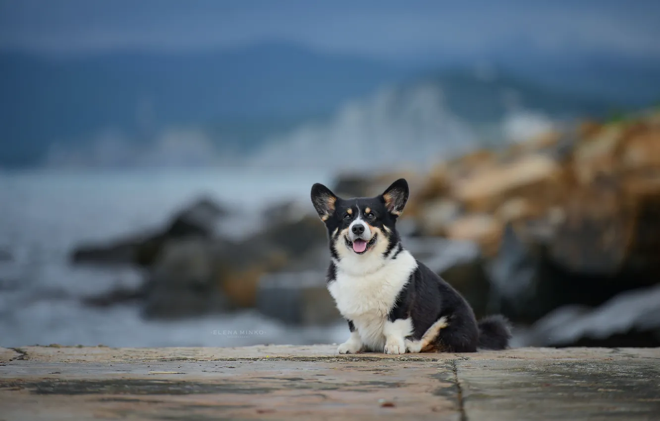 Photo wallpaper dog, pet, Pets, Corgi, Pets, Pets