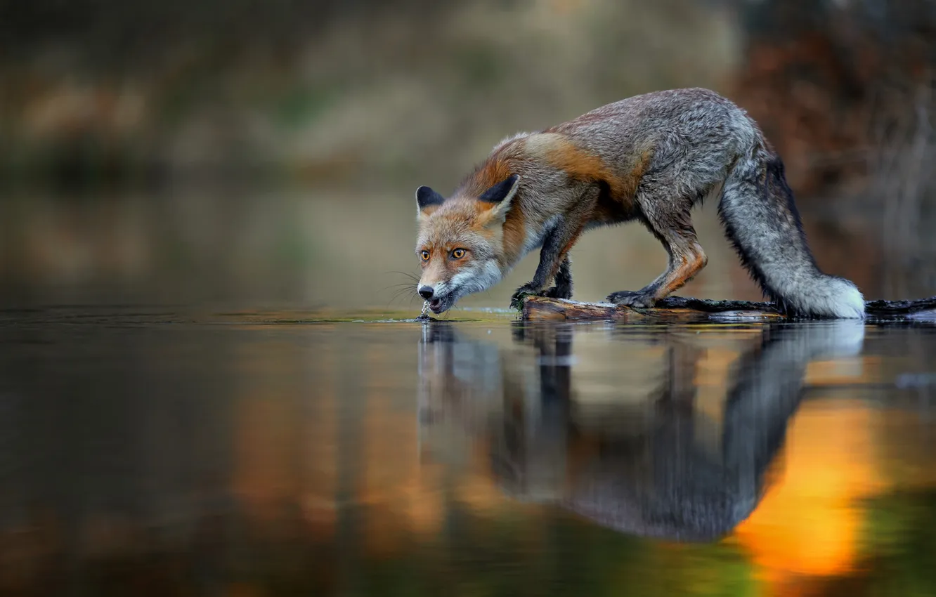 Photo wallpaper reflection, grey, Fox, drink, pond, bokeh, drinking water