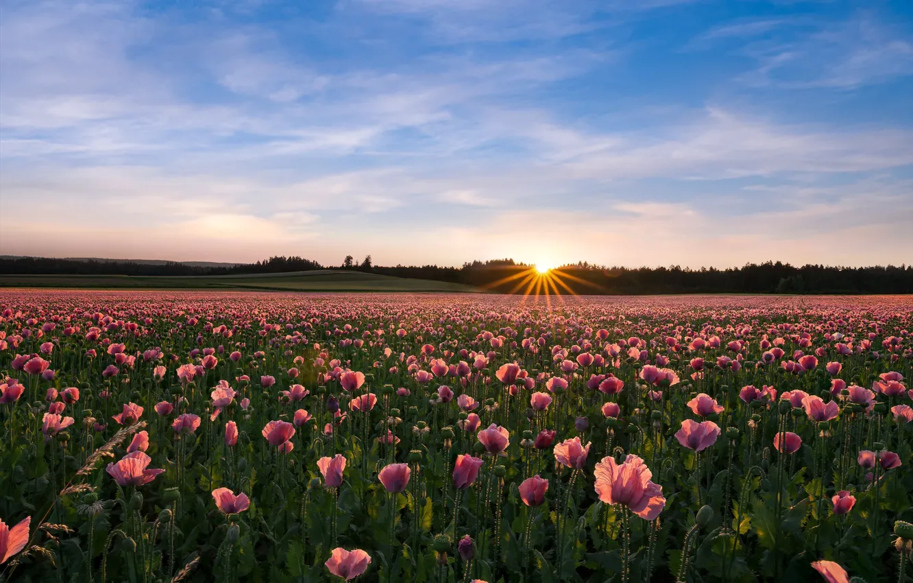 Photo wallpaper field, forest, summer, the sky, clouds, sunset, flowers, Maki