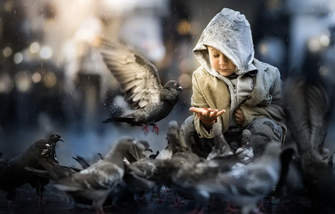 Photo wallpaper bird, street, boy