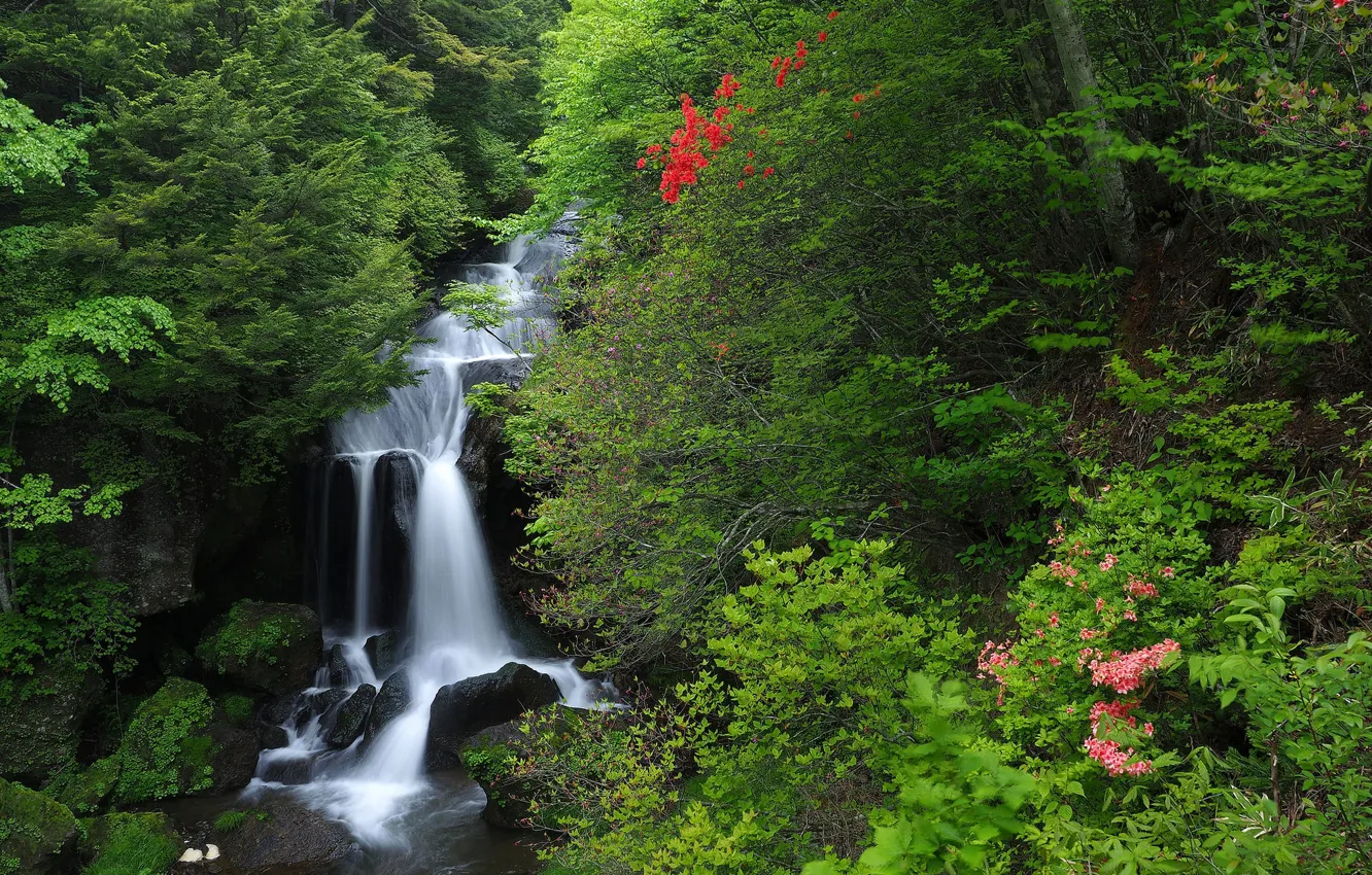 Photo wallpaper forest, waterfall, Japan, Japan, cascade, Honshu, Honshu, Nikko National Park
