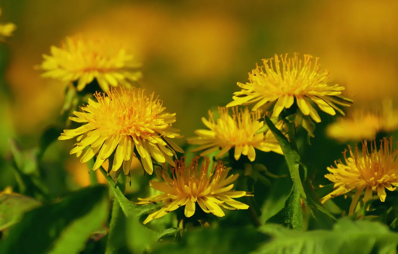 Photo wallpaper macro, dandelion, spring