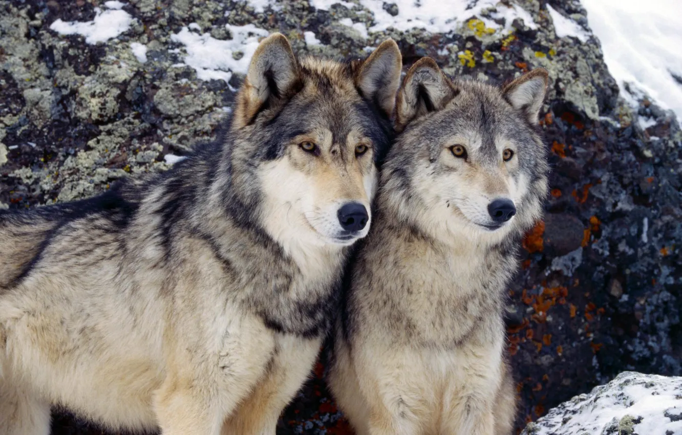 Photo wallpaper winter, pair, wolves