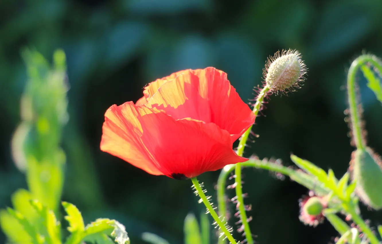 Photo wallpaper red, flower, poppy