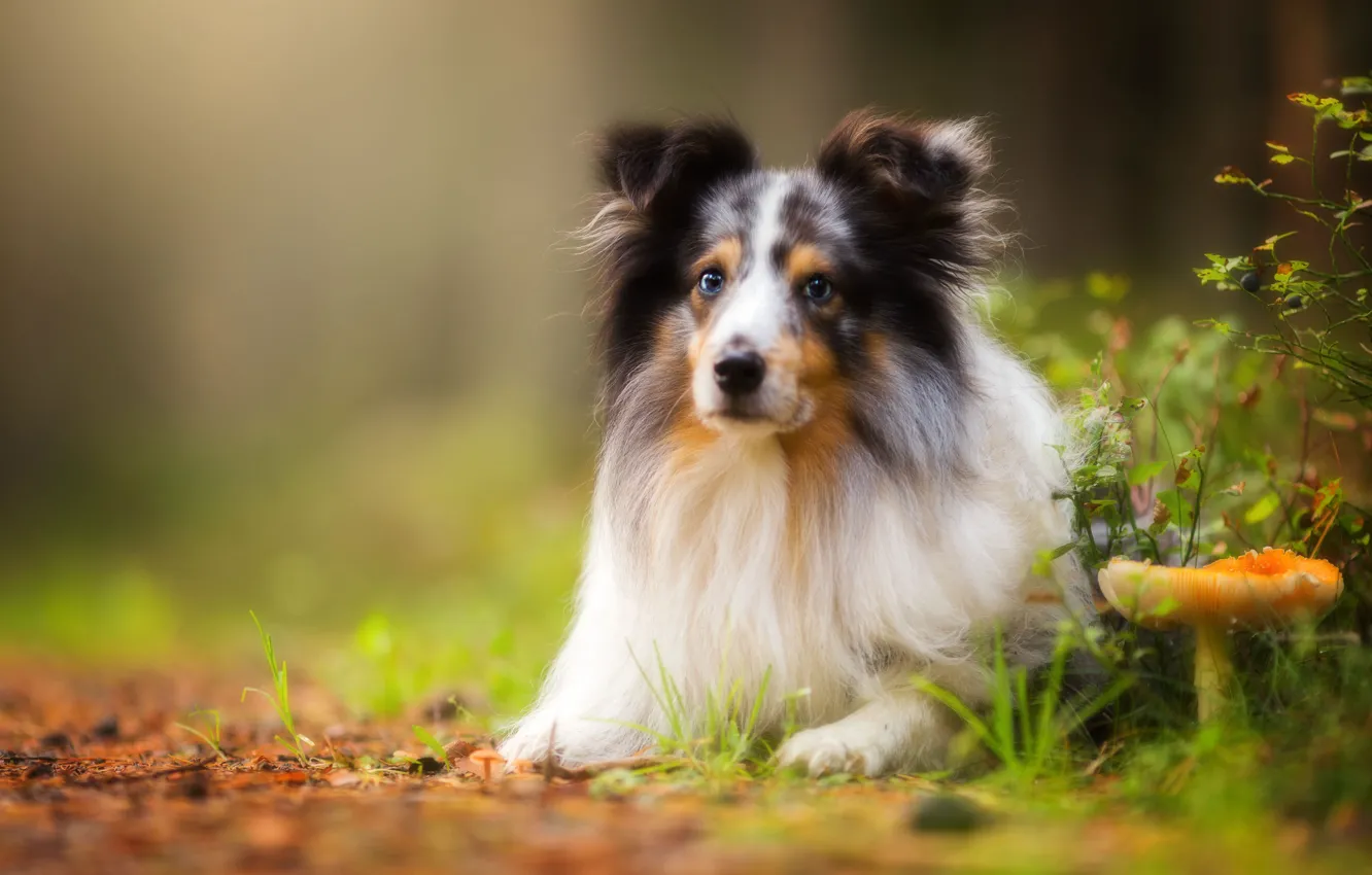 Photo wallpaper look, nature, mushrooms, portrait, dog, bokeh, Sheltie, Shetland Sheepdog