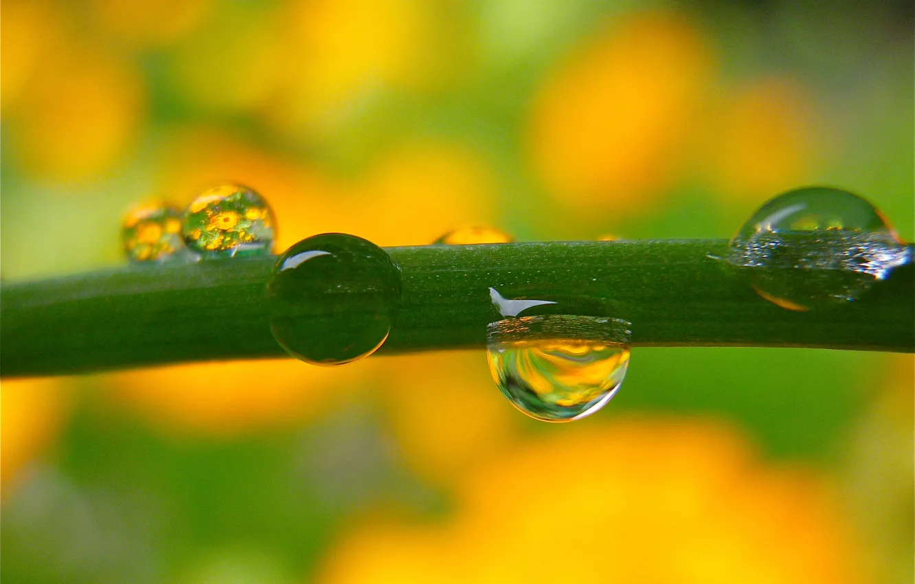 Photo wallpaper water, drops, background, blur, stem