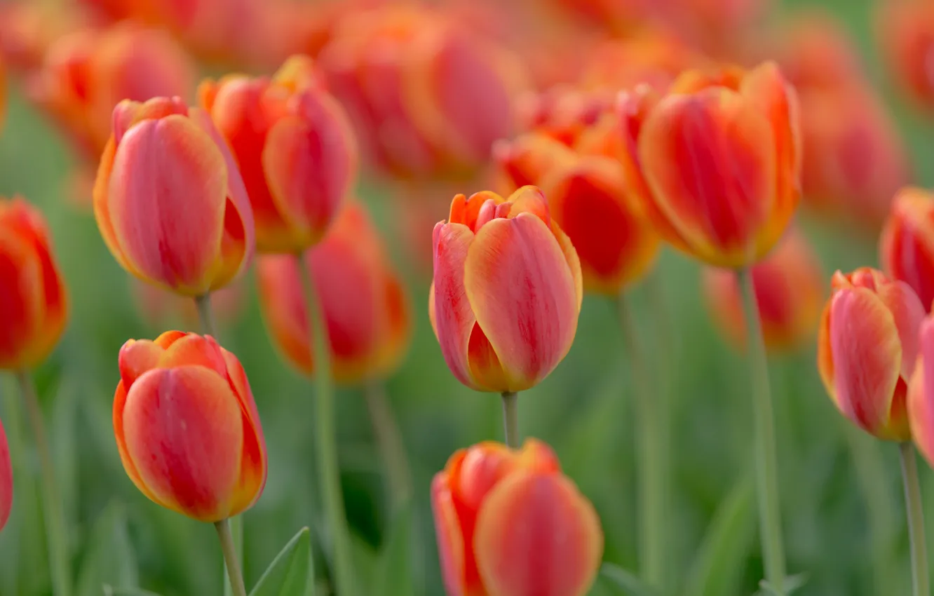 Photo wallpaper macro, tulips, buds