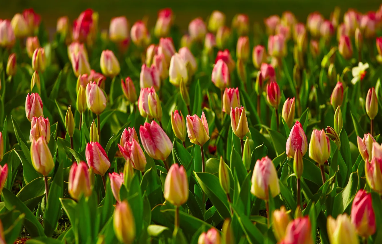 Photo wallpaper greens, light, flowers, spring, tulips, striped, a lot, bokeh