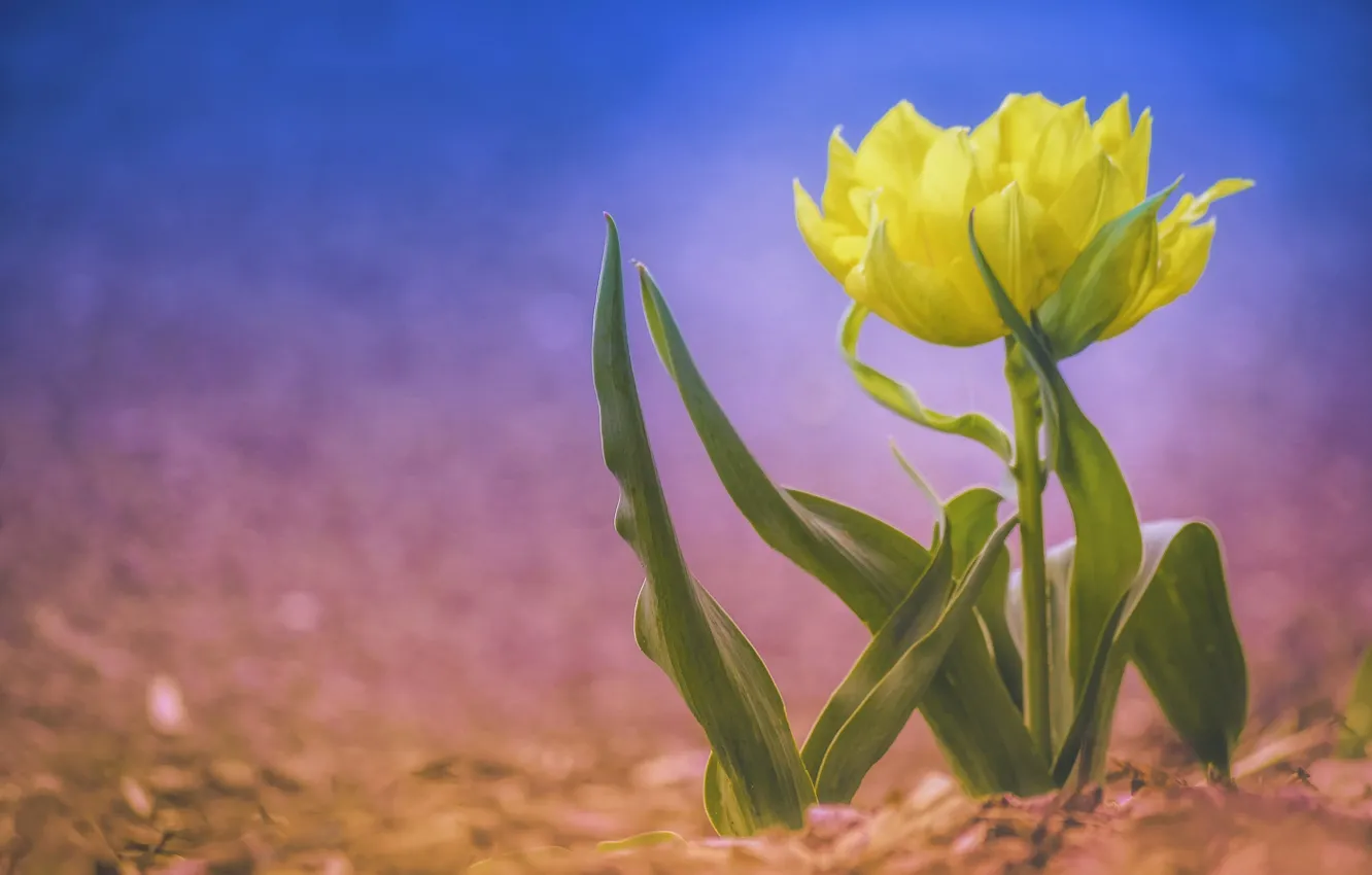 Photo wallpaper background, Tulip, bokeh, yellow Tulip