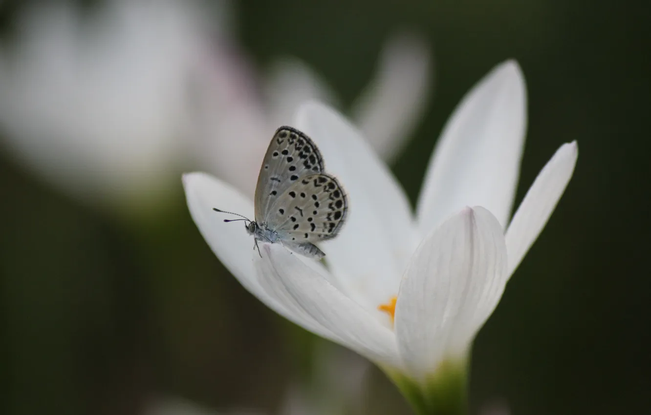 Photo wallpaper white, flowers, butterfly, crocuses
