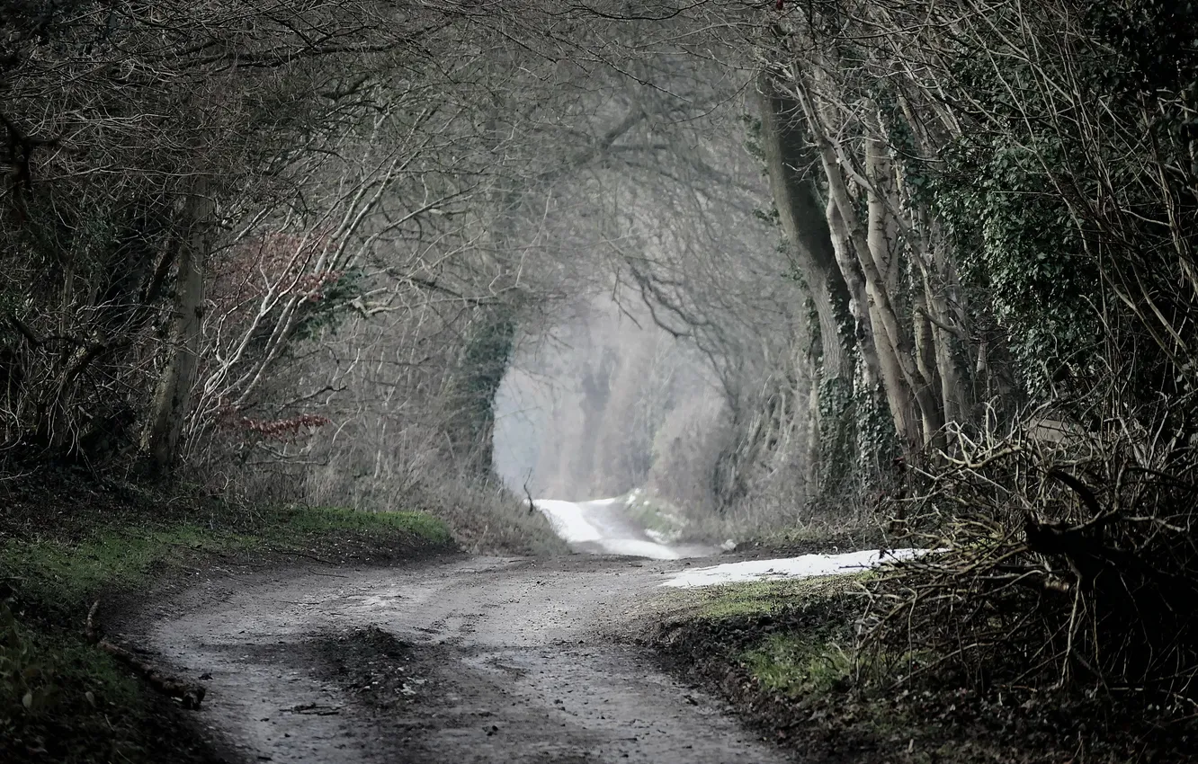 Photo wallpaper road, forest, nature