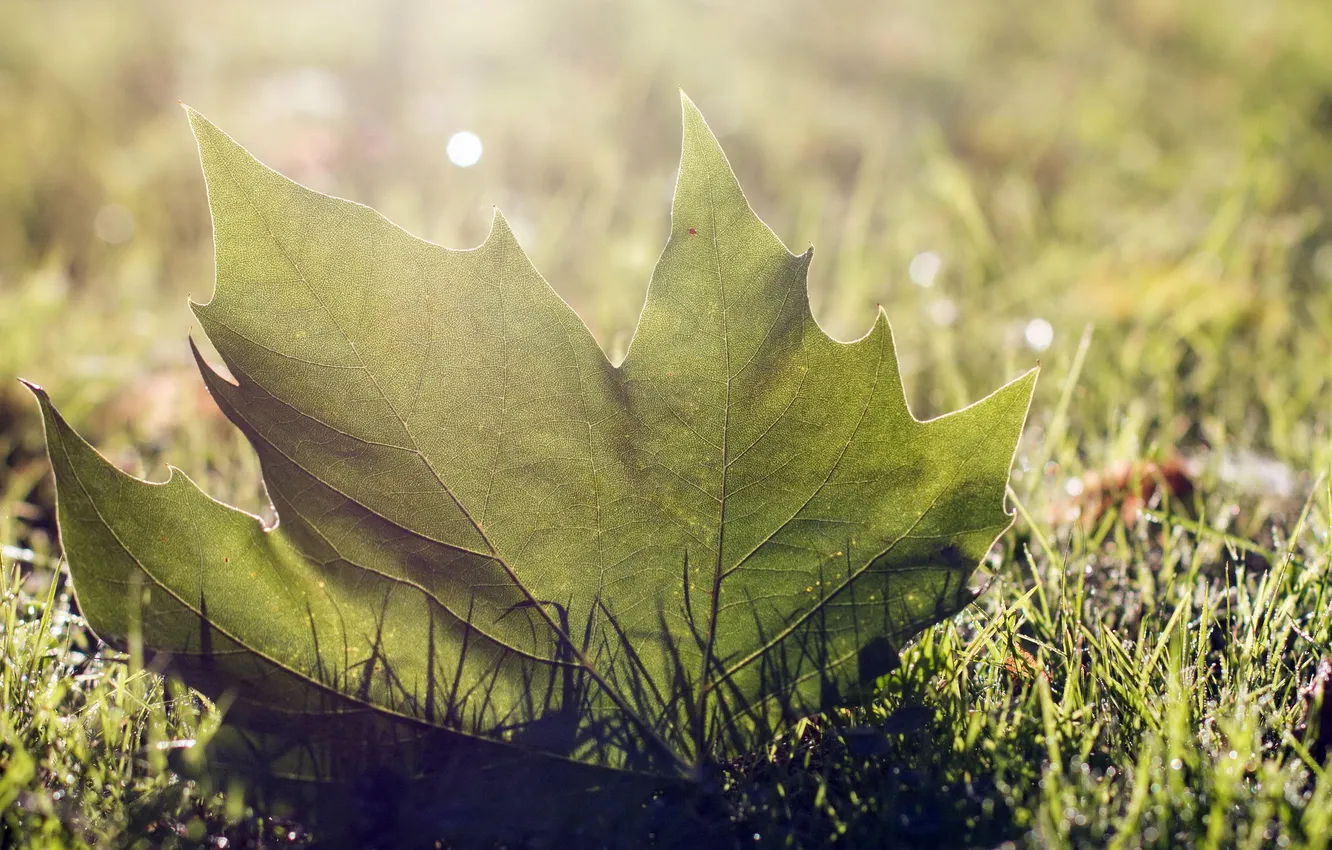 Photo wallpaper grass, leaves, macro
