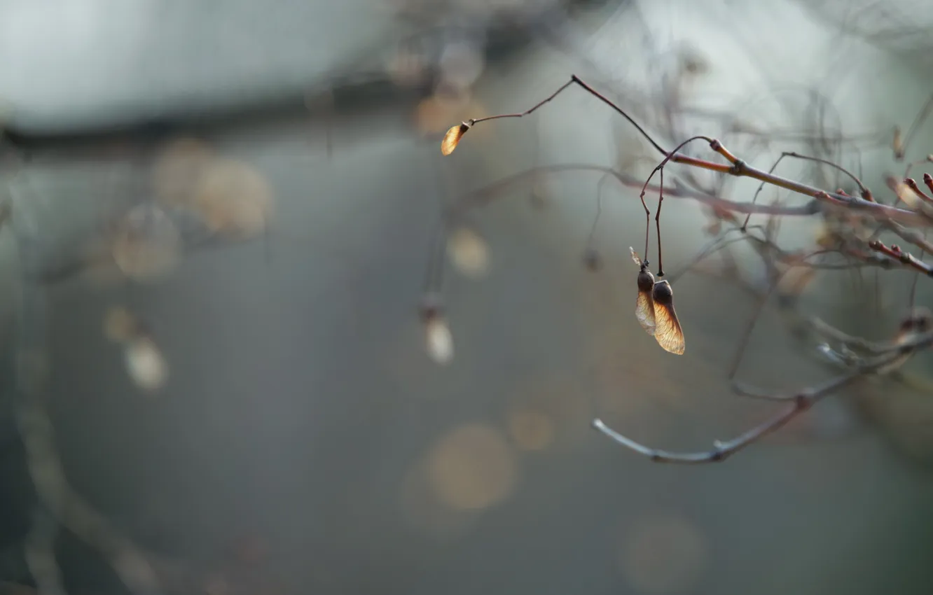 Photo wallpaper branches, nature, macro
