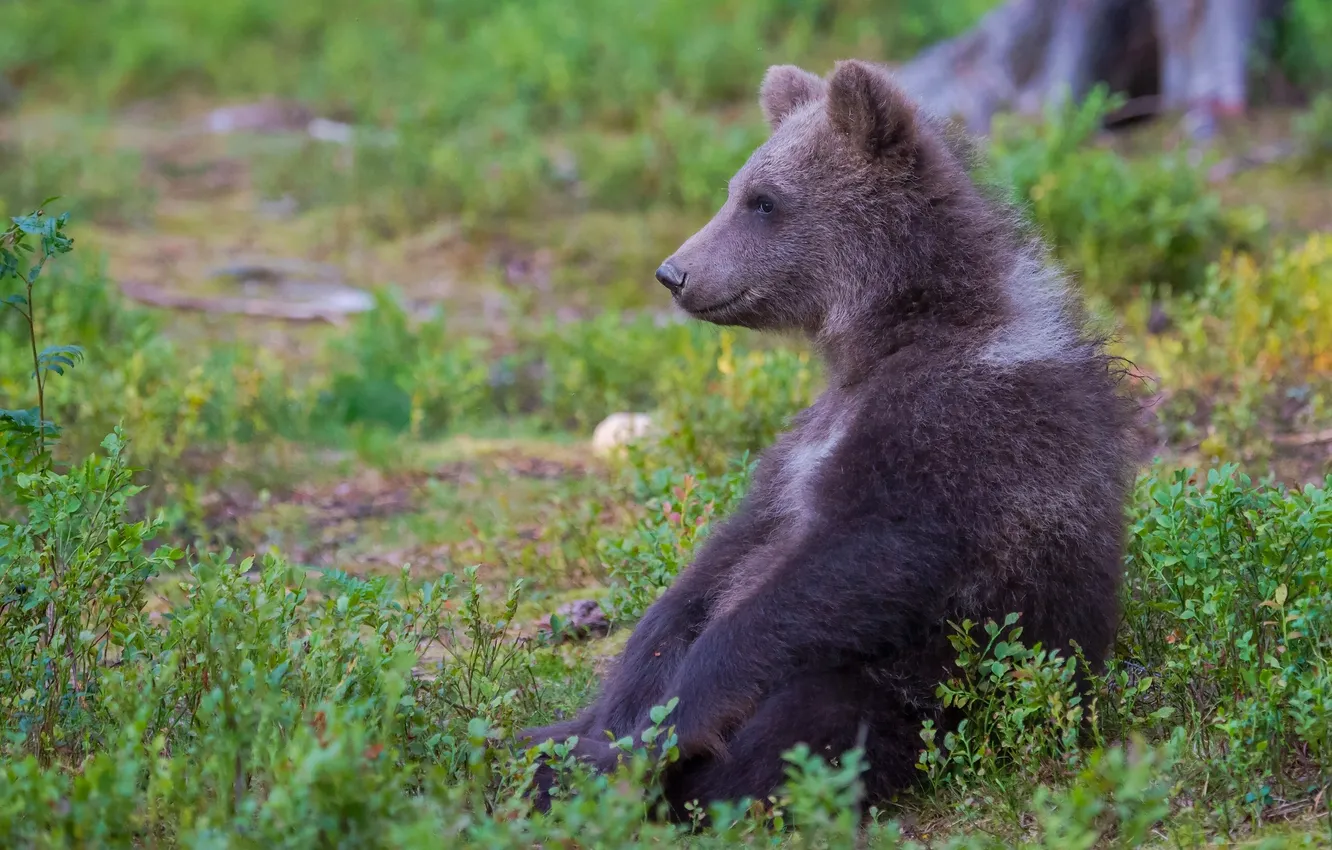 Photo wallpaper bear, bear, sitting