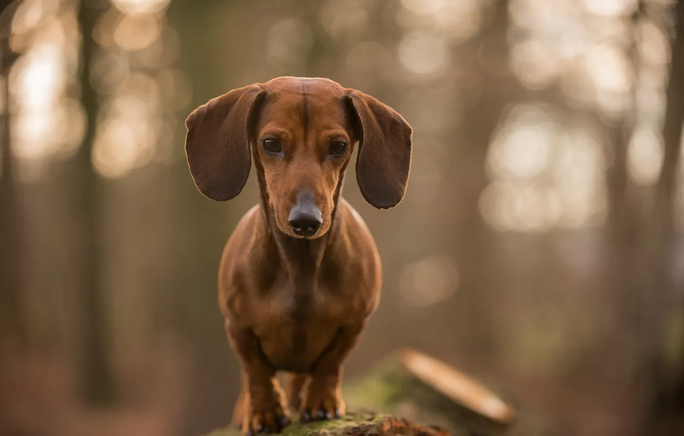 Photo wallpaper look, each, dog