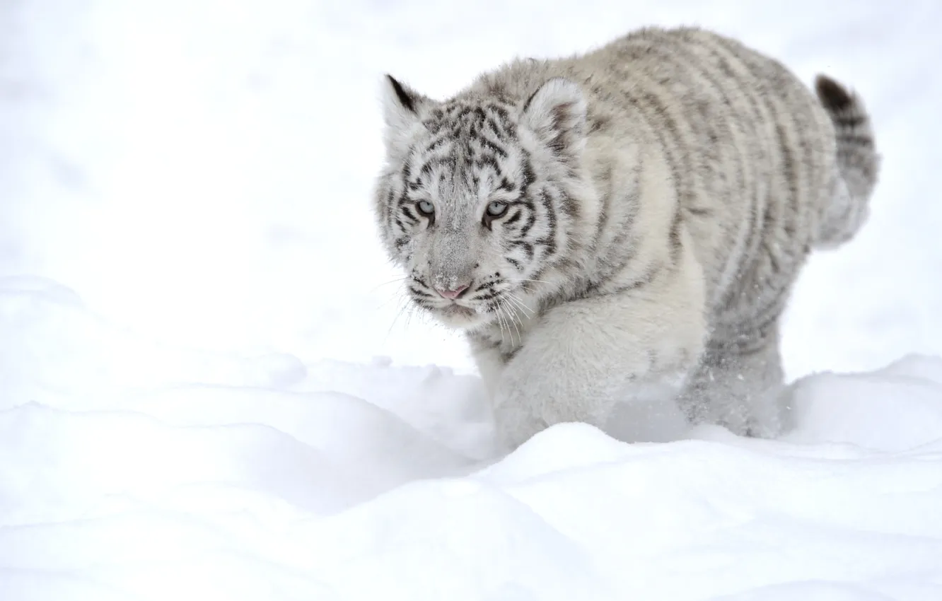 Photo wallpaper white, snow, tiger, animal, predator