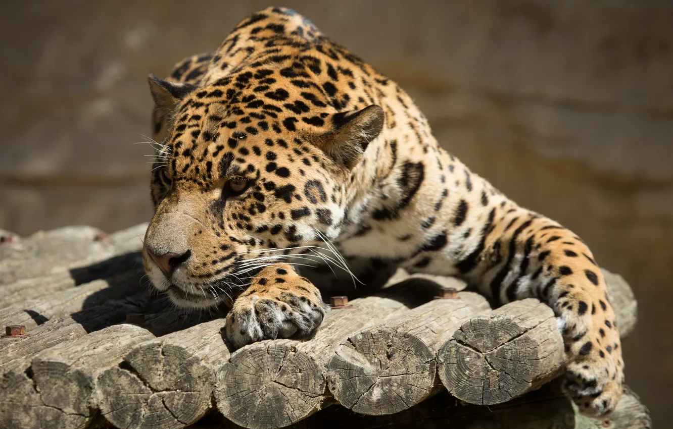 Photo wallpaper cat, the sun, stay, Jaguar, log