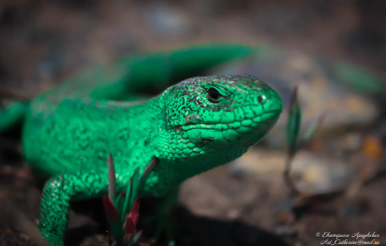 Photo wallpaper macro, nature, animal, lizard, fauna, mammal