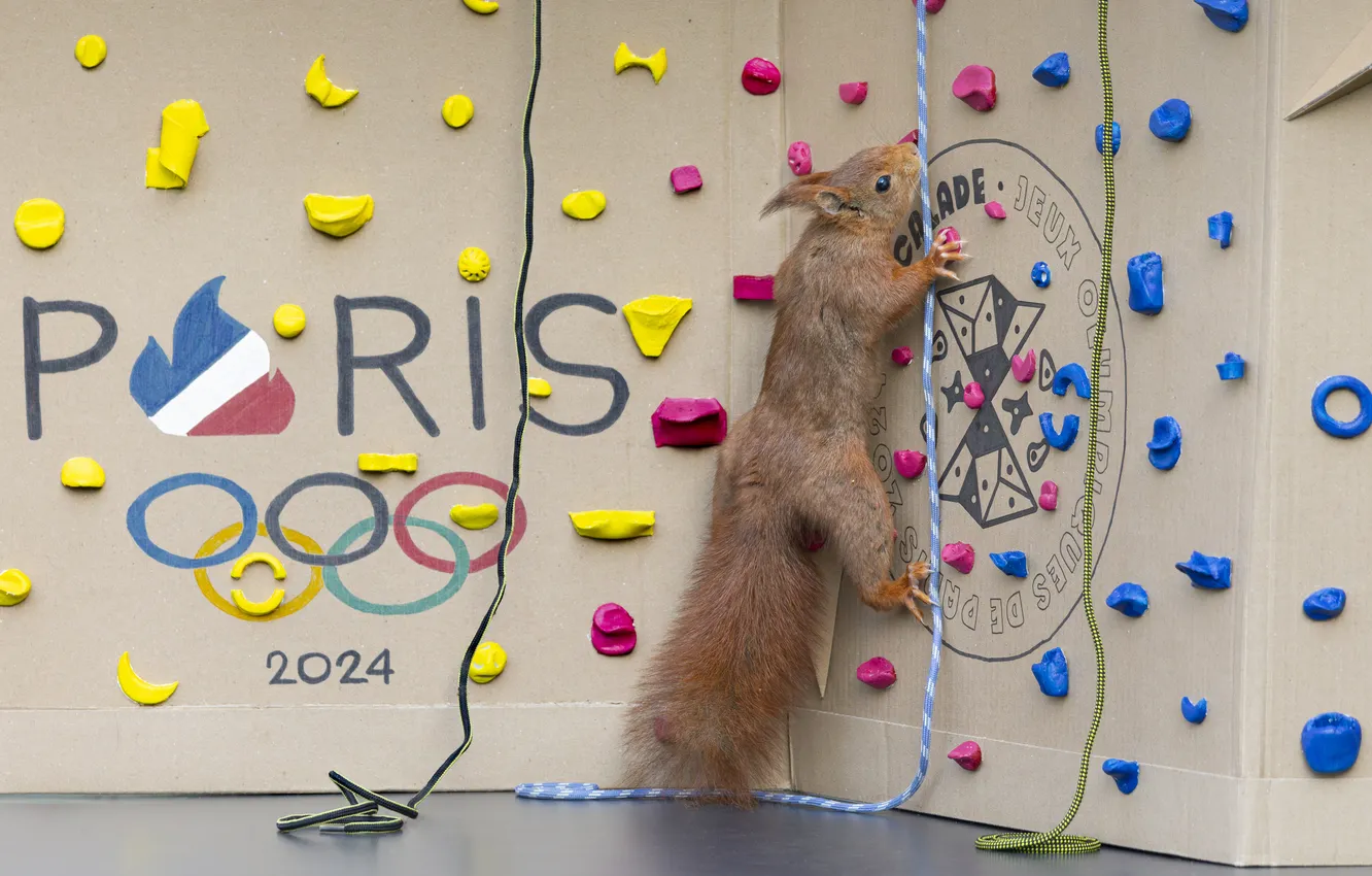 Photo wallpaper Olympics, ring, protein, hide, athlete, training, tabs, cardboard
