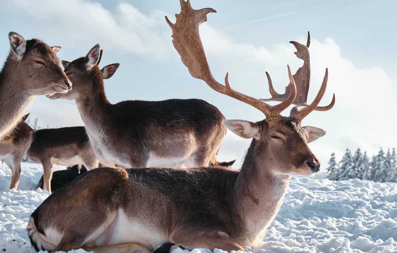 Photo wallpaper horns, animals, nature, winter, snow, Deer, mammals