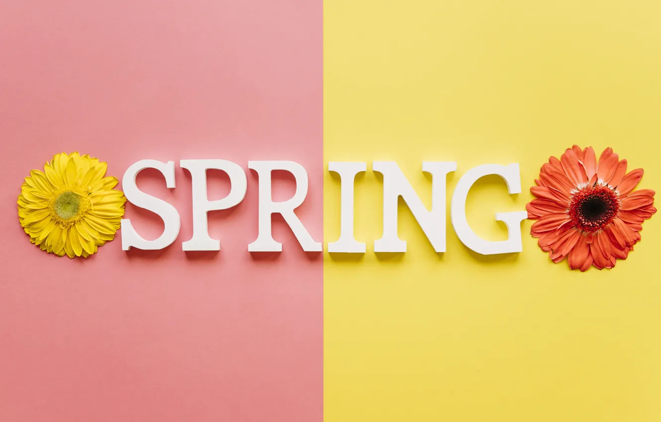 Photo wallpaper flowers, spring, colorful, chrysanthemum, flowers, spring, bright