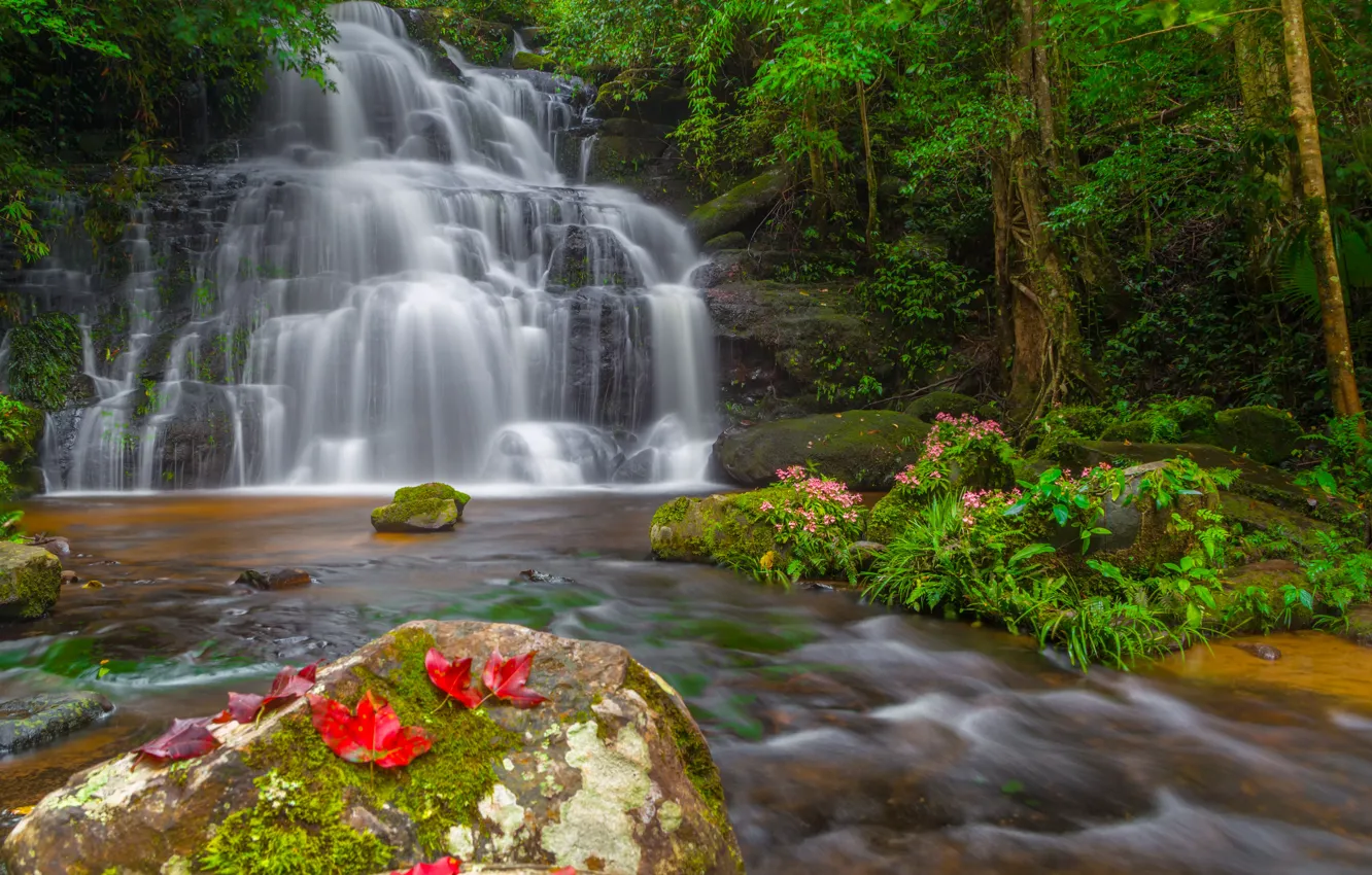 Photo wallpaper forest, leaves, landscape, flowers, river, rocks, waterfall, Thailand