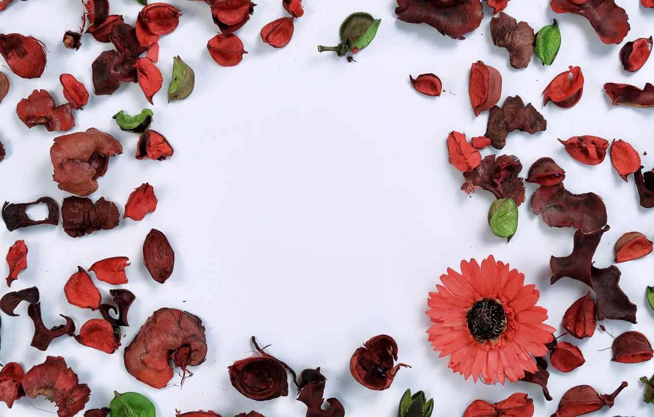 Photo wallpaper flowers, petals, flowers, petals, frame, floral