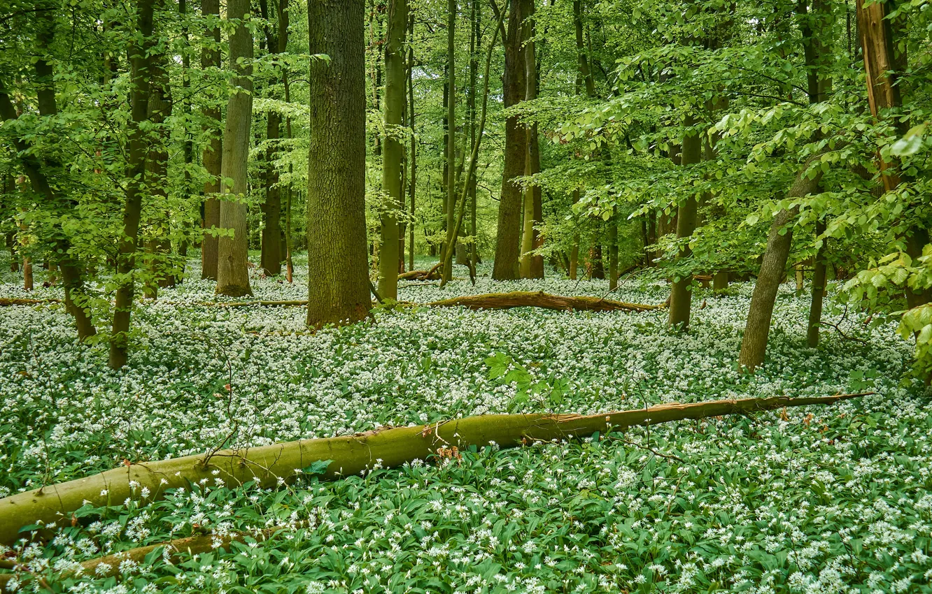 Photo wallpaper greens, forest, trees, flowers, thickets, glade, foliage, log
