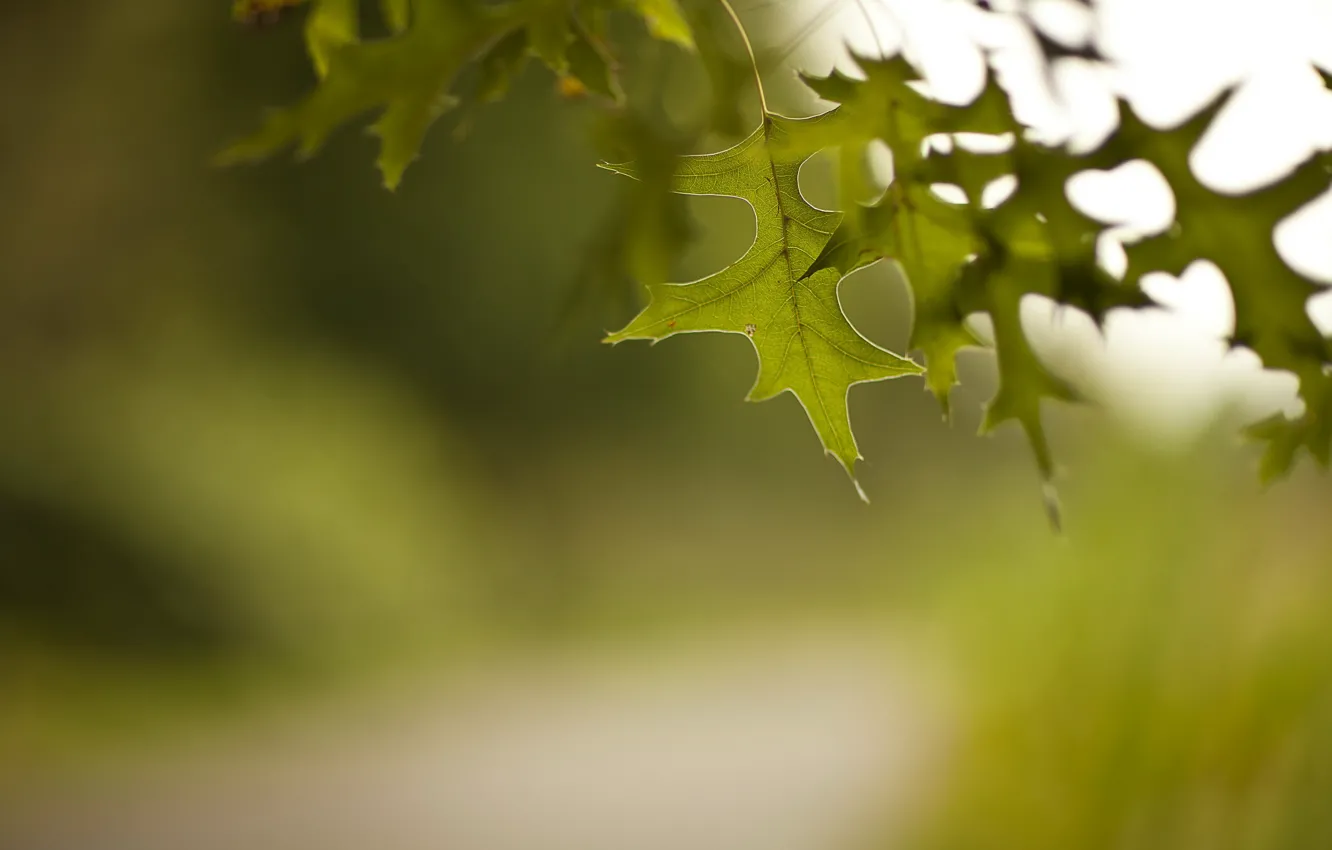 Photo wallpaper greens, leaves, nature