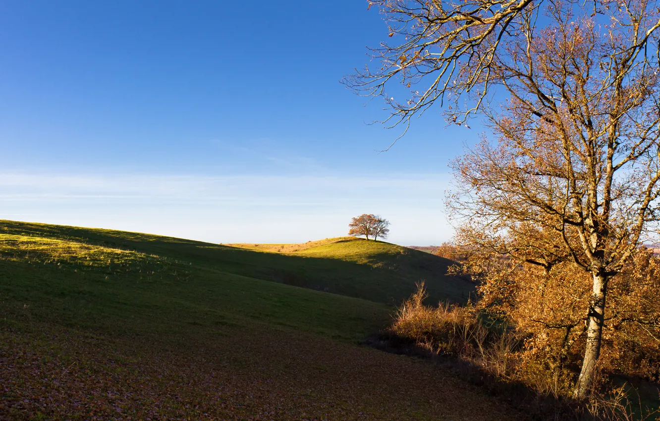 Photo wallpaper field, autumn, the sky, trees, sunset, hills
