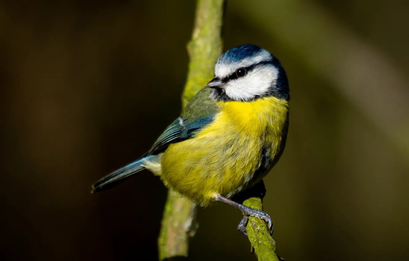Photo wallpaper branches, yellow, background, bird, bird, titmouse, tit