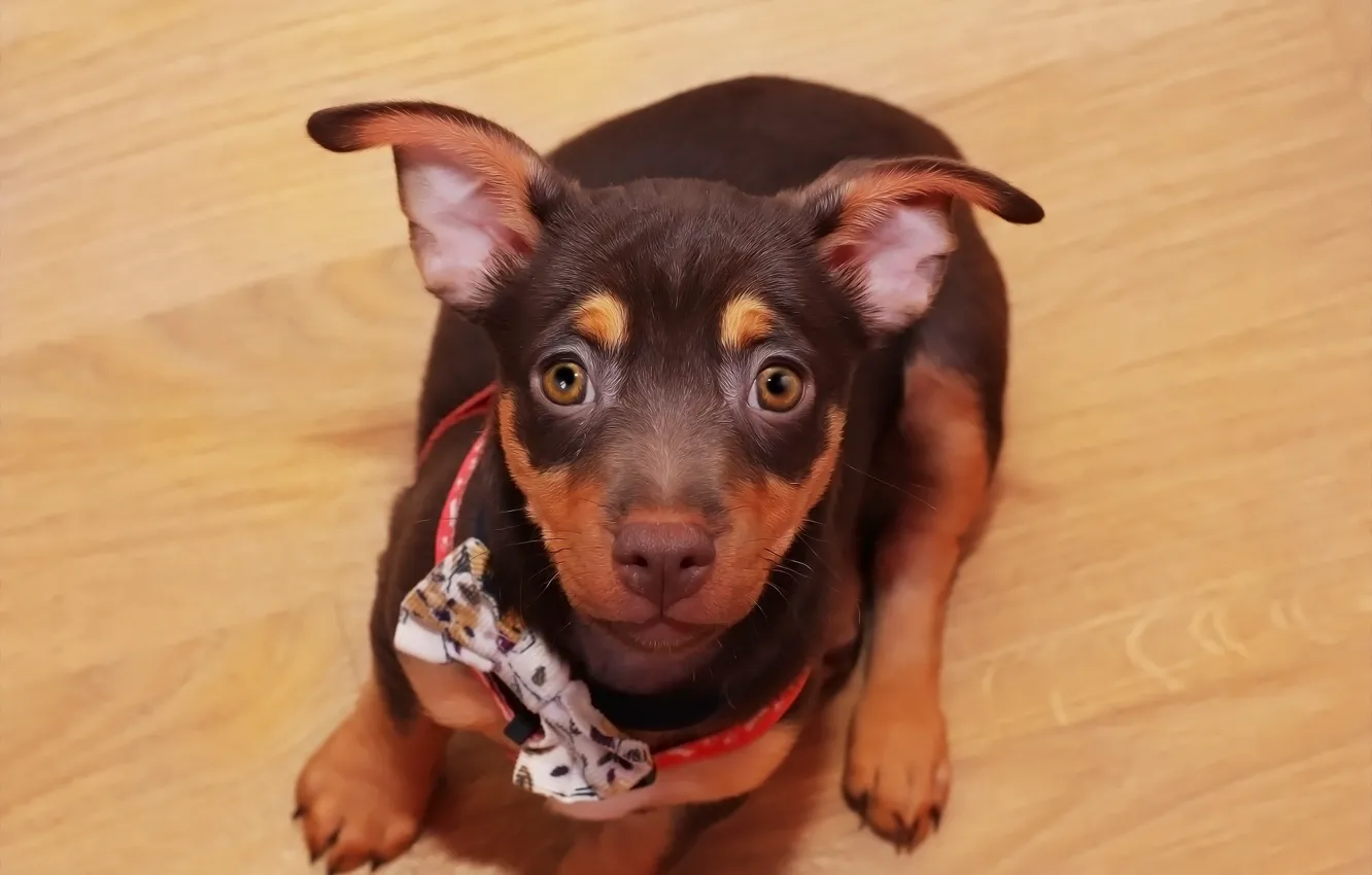 Photo wallpaper background, each, puppy, dog