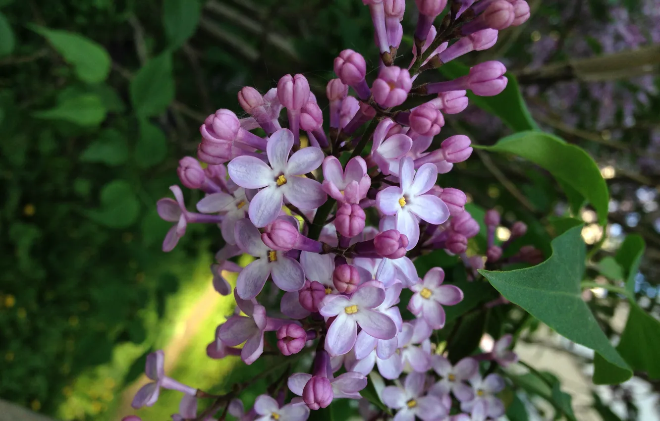 Photo wallpaper lilac, happy, lilac, five -