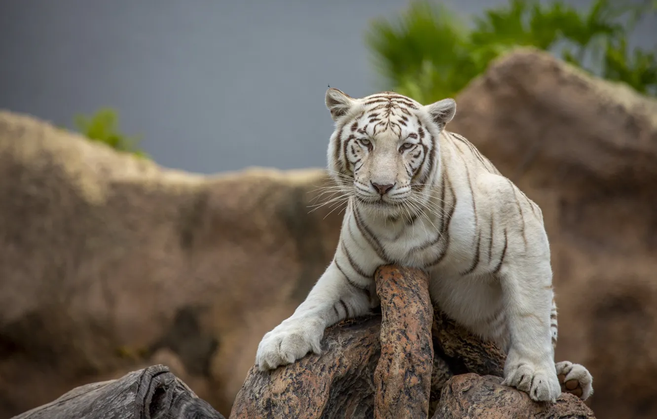 Photo wallpaper white, look, nature, tiger, stones