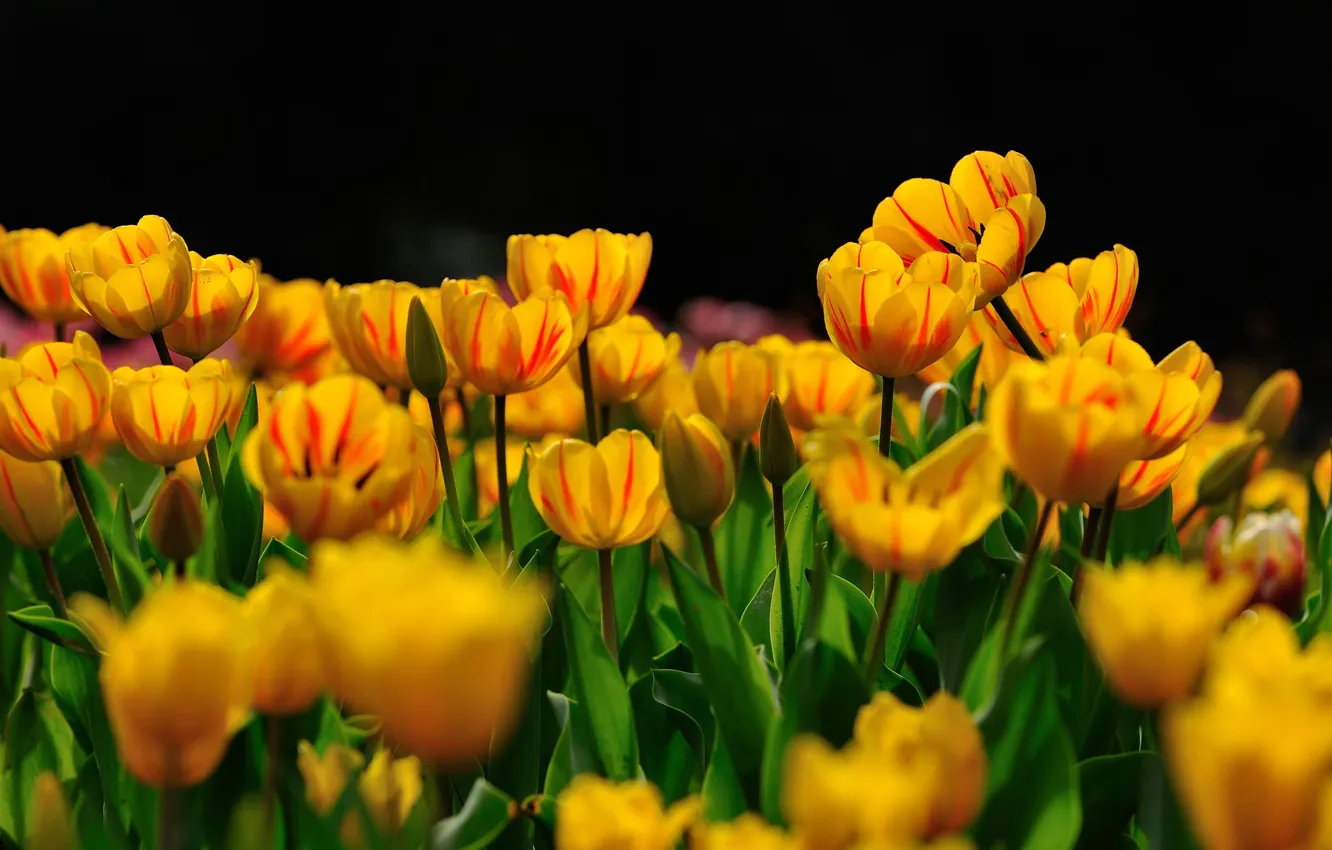 Photo wallpaper flowers, yellow, spring, garden, tulips, black background, buds, flowerbed