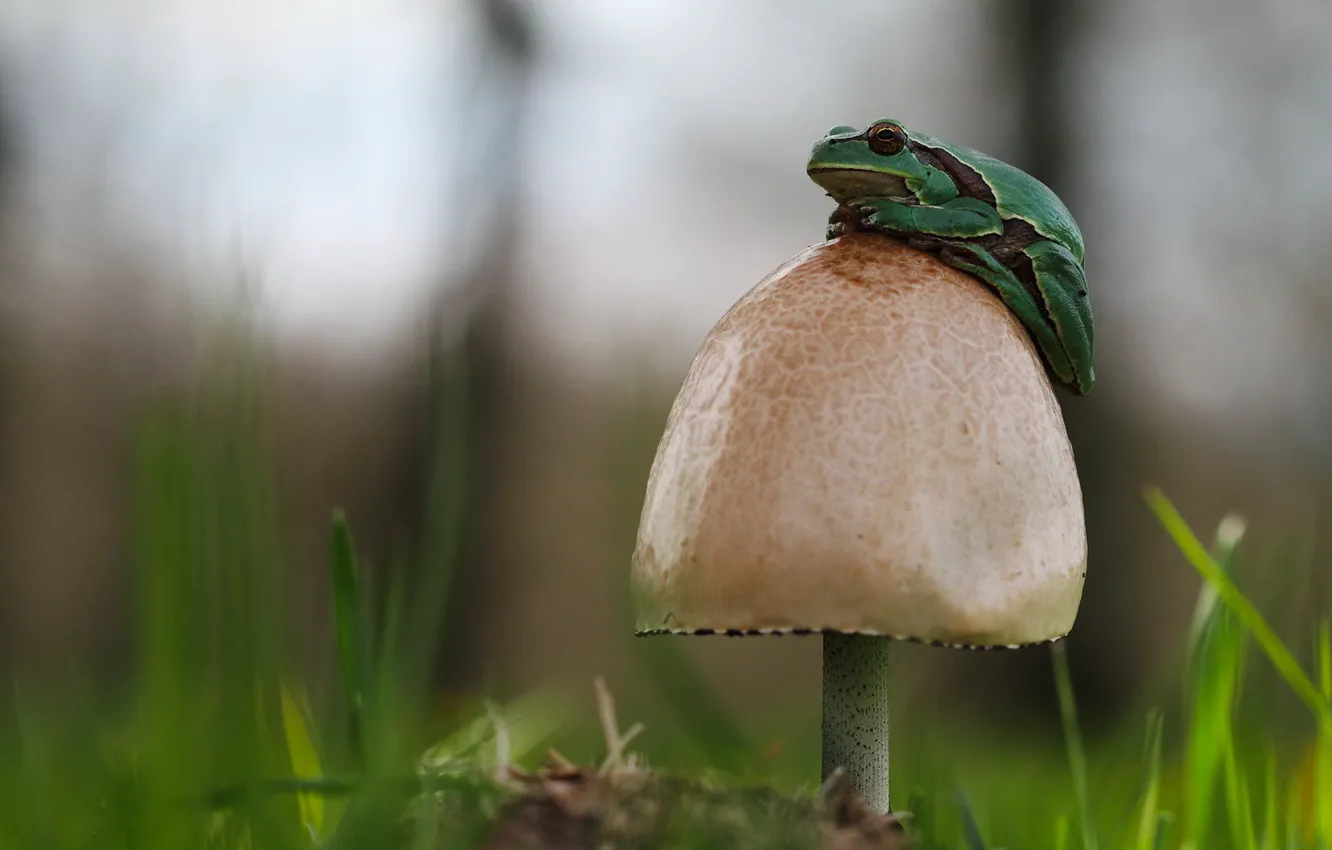 Photo wallpaper grass, mushroom, frog
