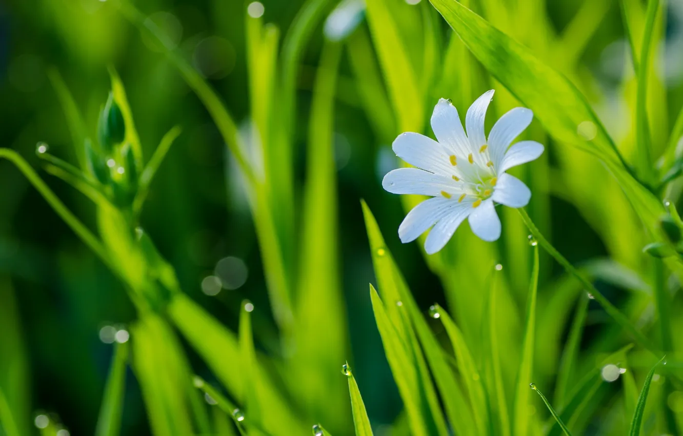 Photo wallpaper flower, grass, drops, macro