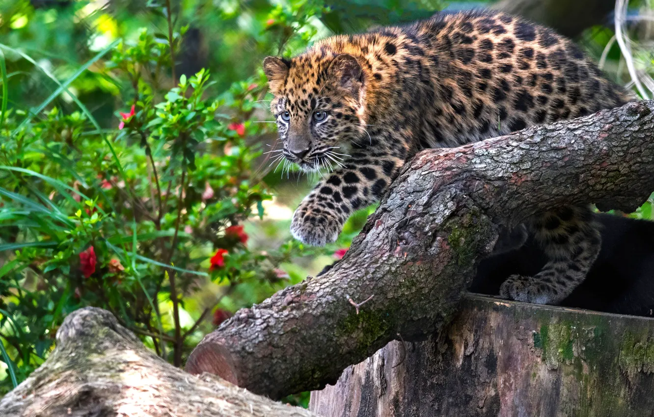 Photo wallpaper trees, flowers, pose, baby, leopard, log, cub, kitty