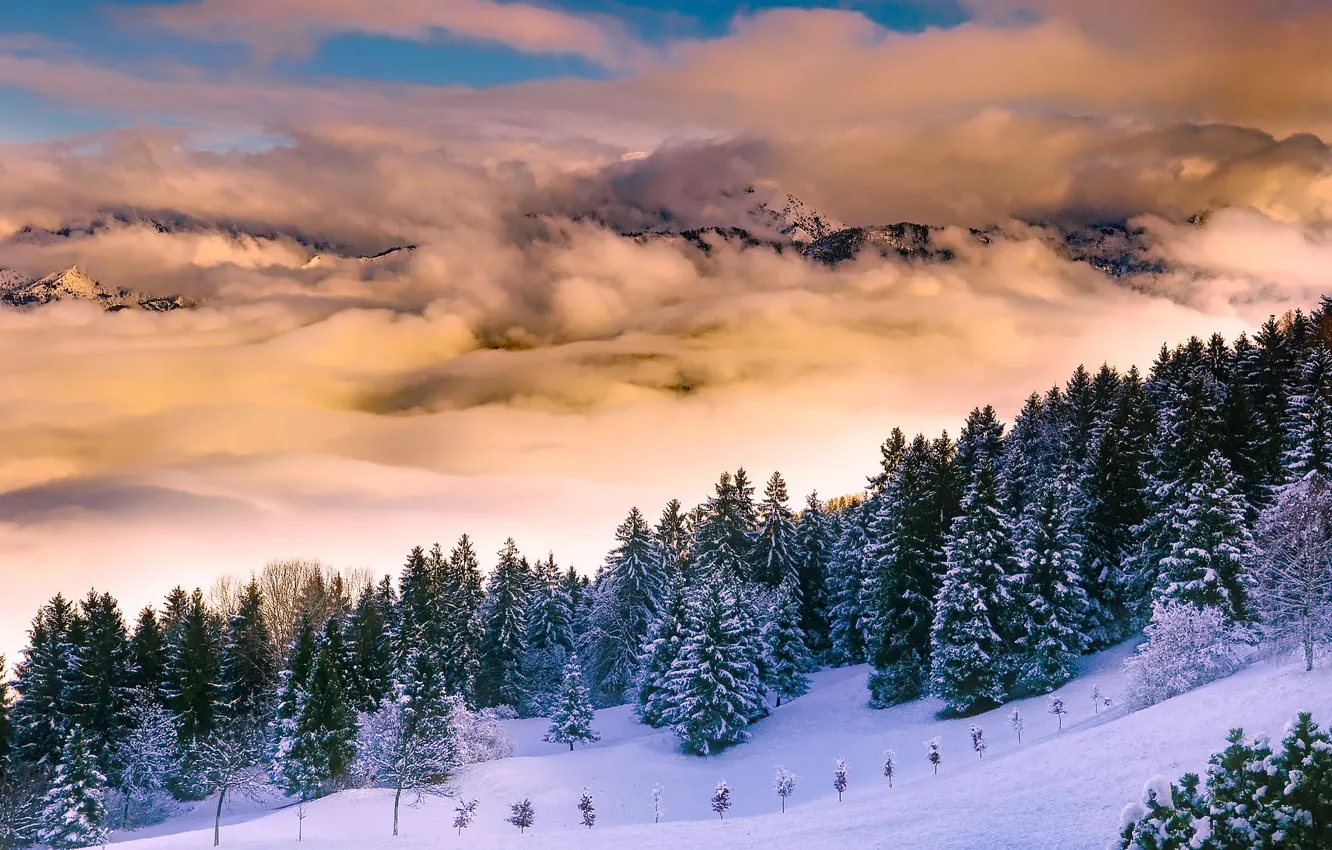 Photo wallpaper winter, forest, clouds, mountains, tree, morning