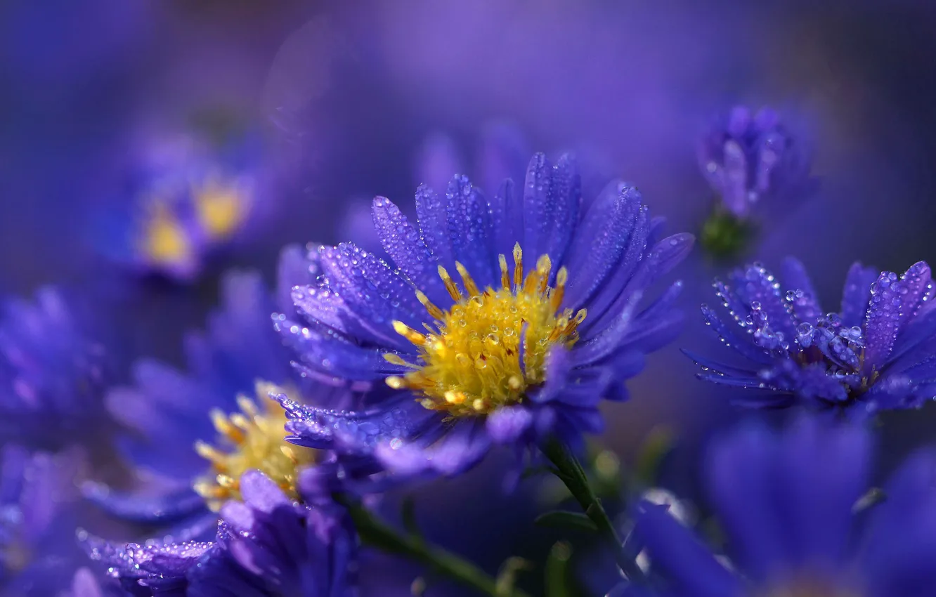 Photo wallpaper drops, flowers, background, blue, lilac, asters