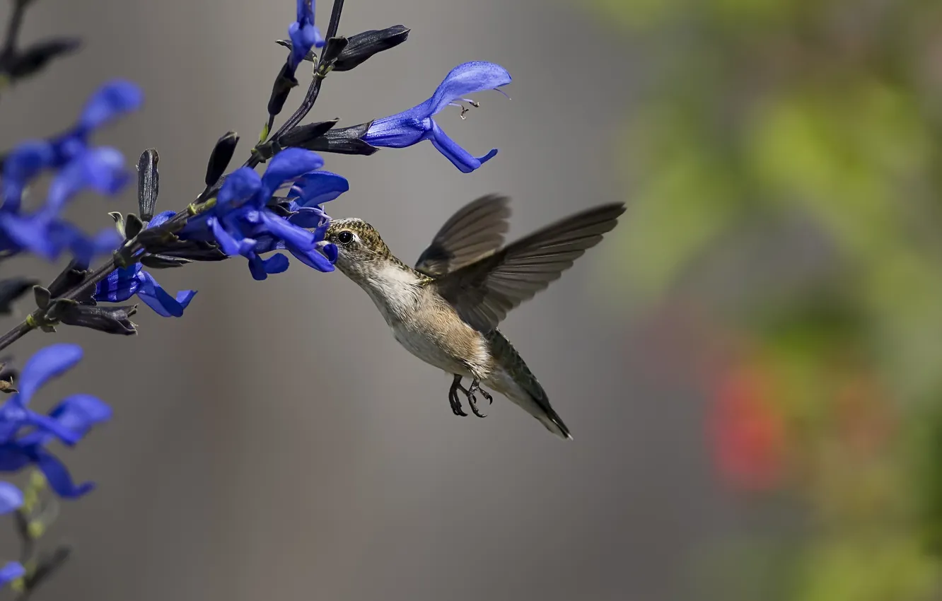 Photo wallpaper flowers, blue, nectar, bird, Hummingbird