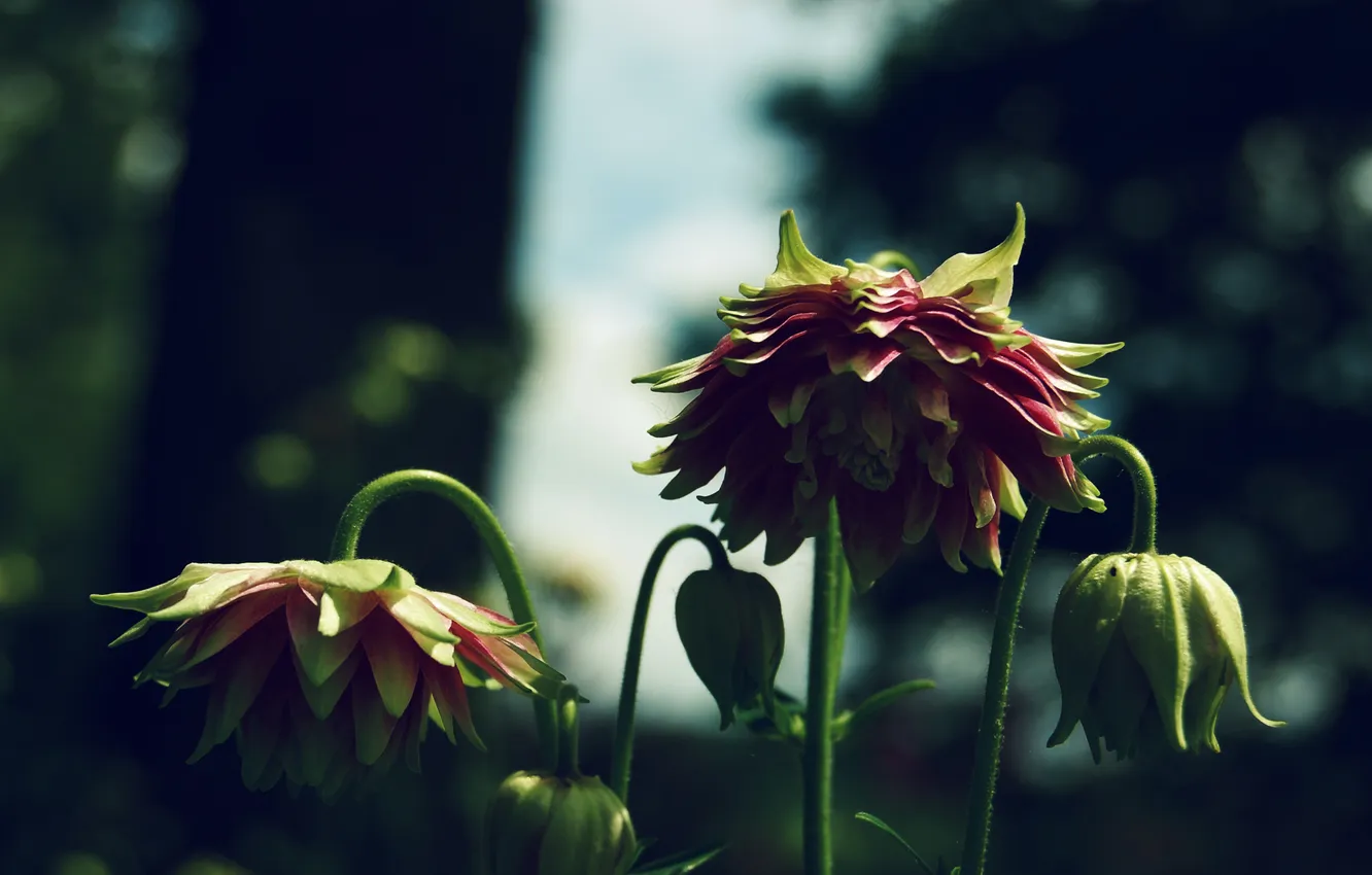 Photo wallpaper macro, flowers, blur, buds