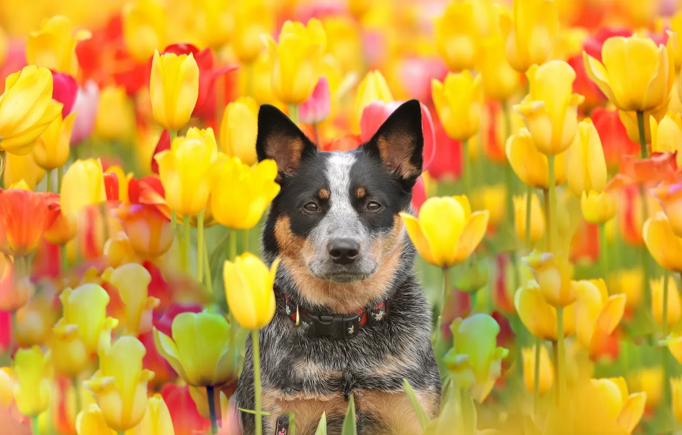Photo wallpaper look, each, dog, tulips