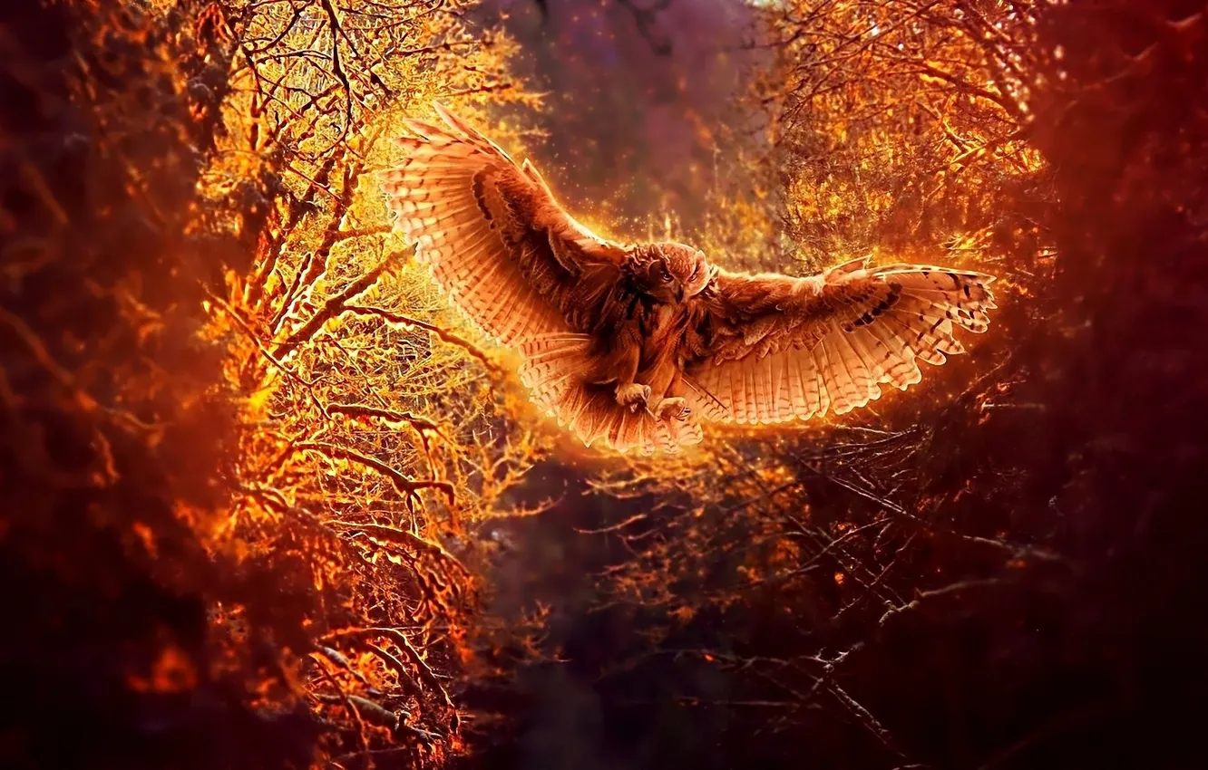 Photo wallpaper forest, flight, owl