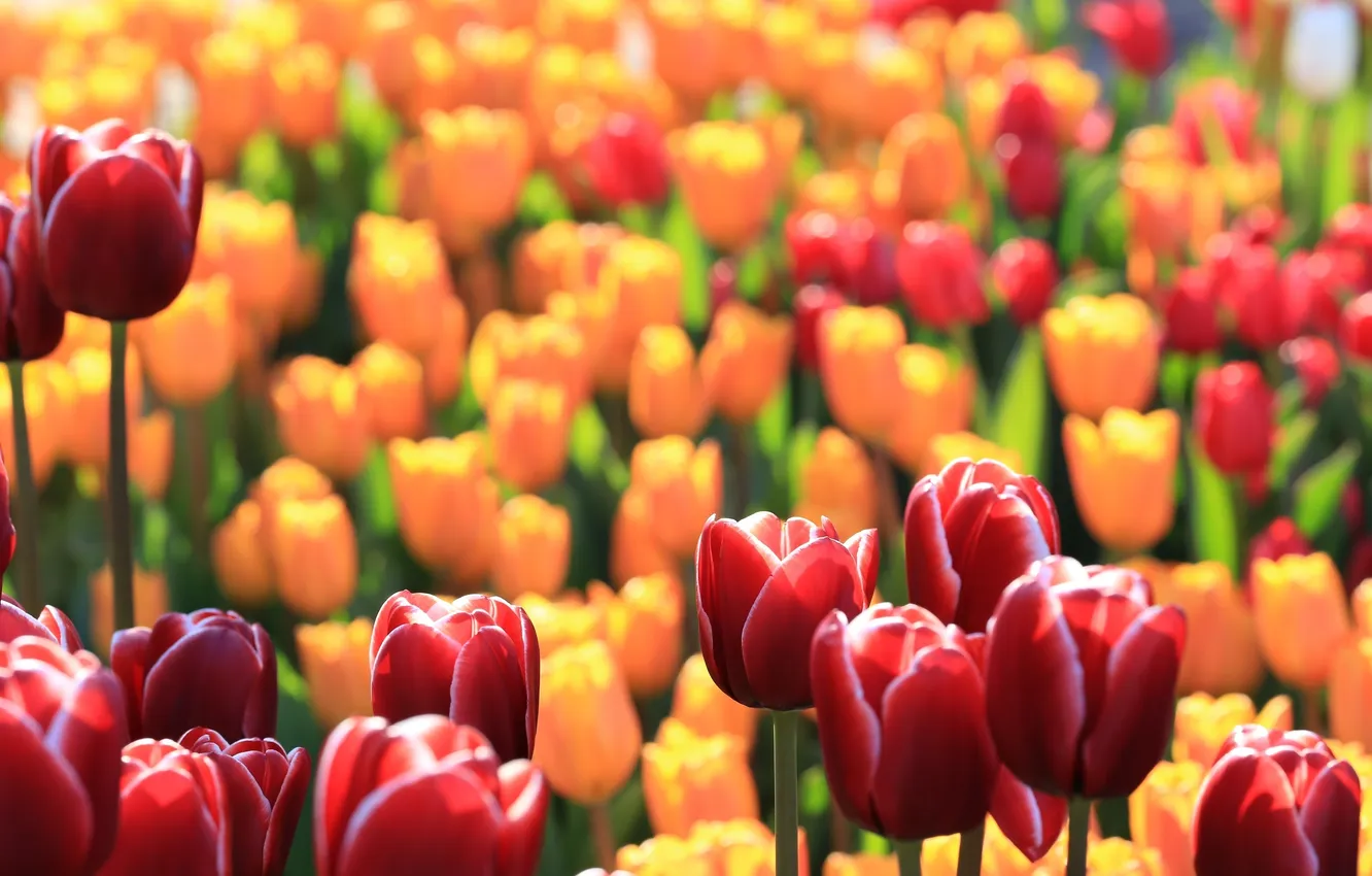 Photo wallpaper macro, flowers, yellow, red, tulips