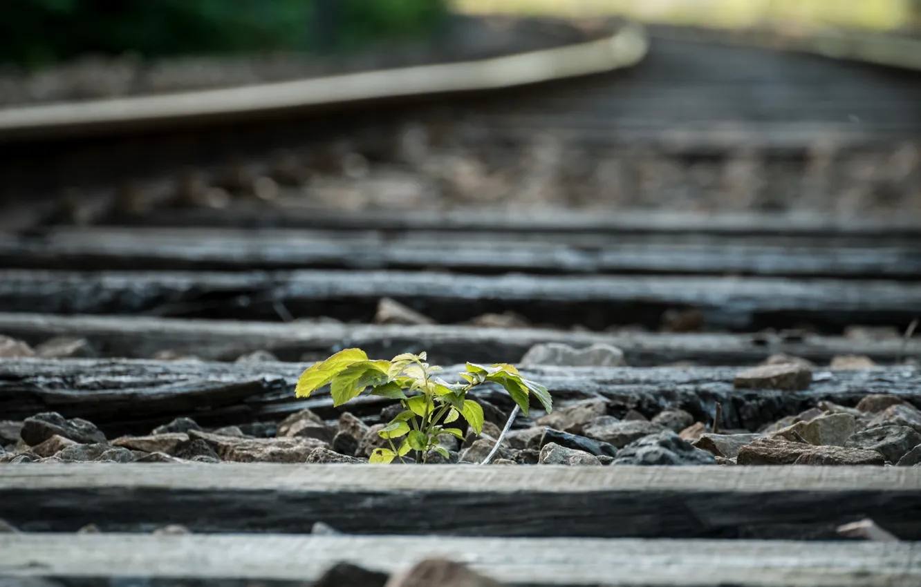 Photo wallpaper grass, nature, railroad