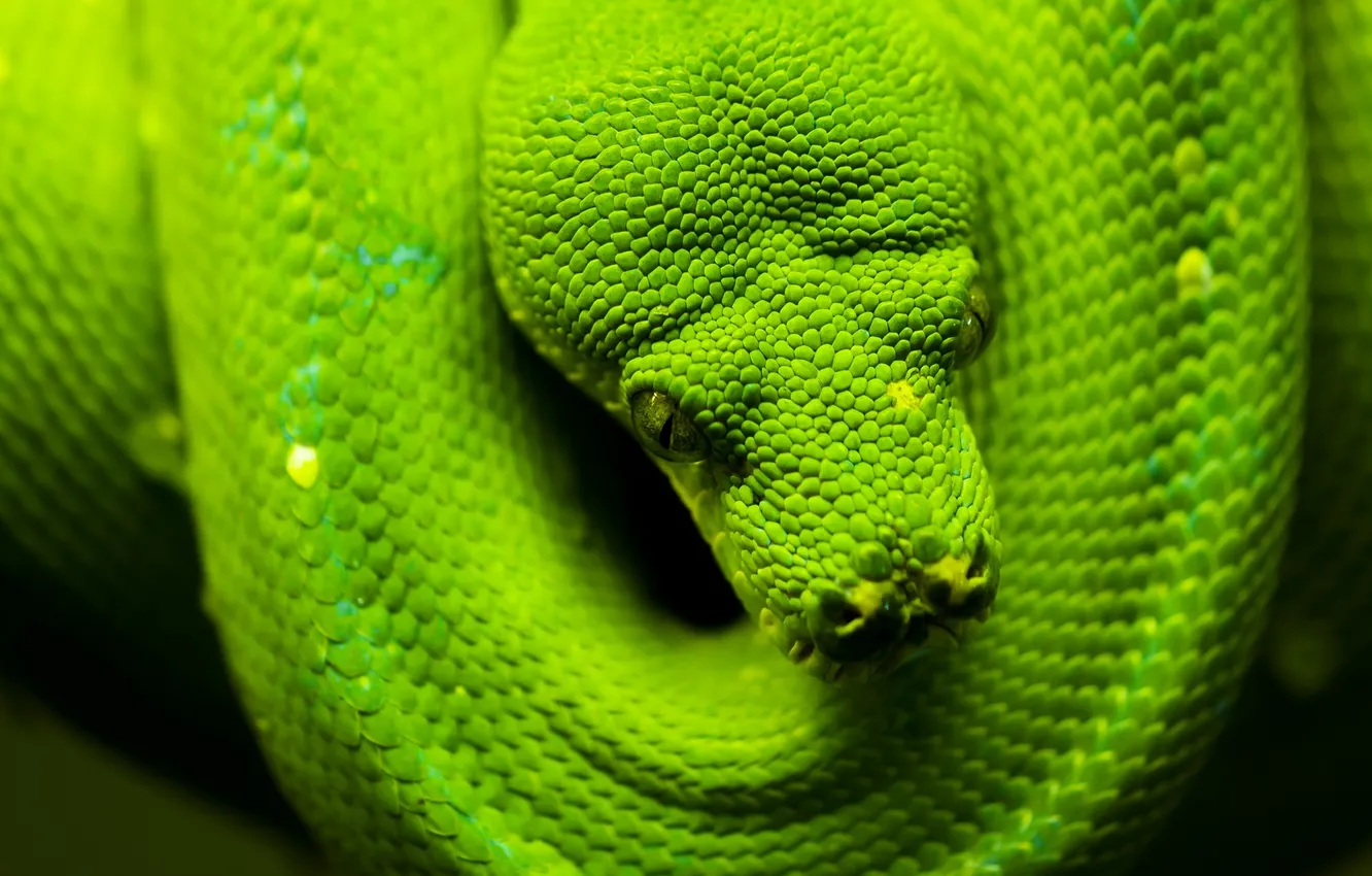 Photo wallpaper green, snake, head, scales