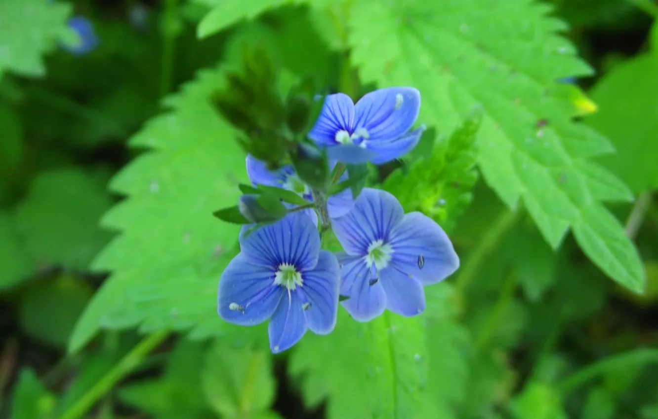 Photo wallpaper macro, flowers, blue