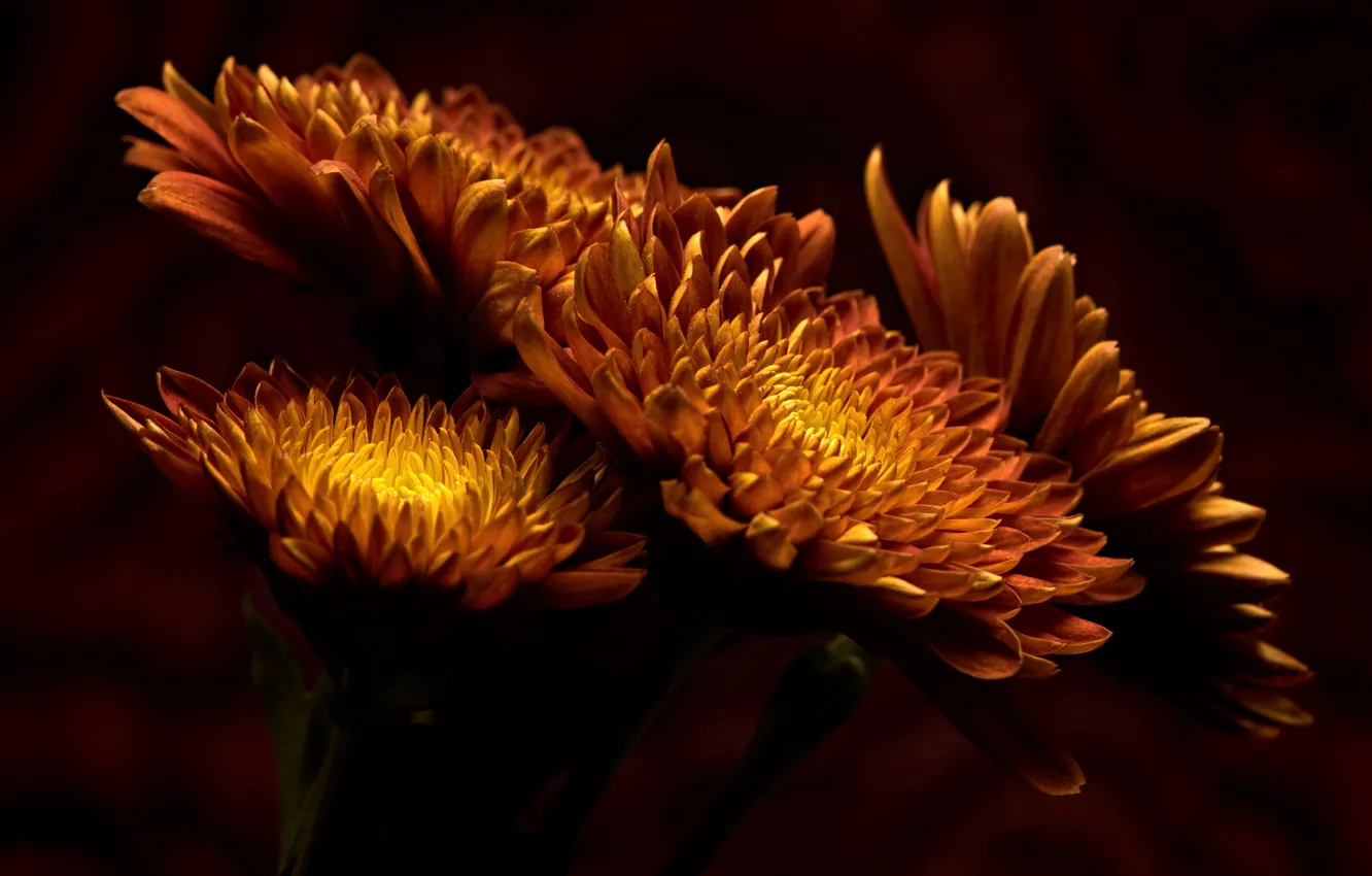 Photo wallpaper flowers, close-up, the dark background, bright, bouquet, petals, orange, chrysanthemum