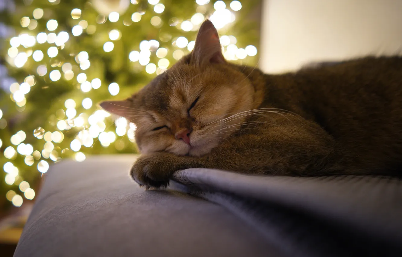 Photo wallpaper cat, cat, look, pose, face